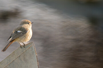 杭にとまるジョウビタキのメス