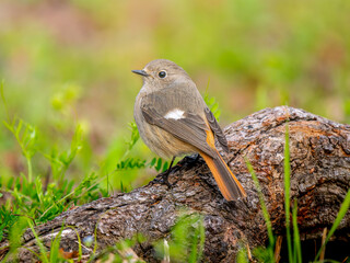 木にとまるジョウビタキ