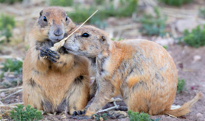 Juvenile black‑tailed prairie dogs (Cynomys ludovicianus) interacting  with each other in Prairie dog city, Lubbock, Texas
