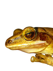 Close-up of a Tree Frog's Eye Png