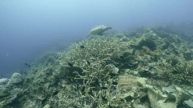 A sea turtle swims with remoras over coral reef in the blue water, Coron, Philippines