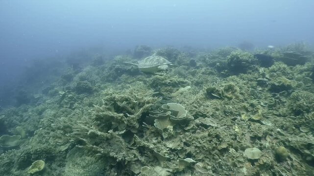 A sea turtle swims with remoras over coral reef in the blue water, Coron, Philippines
