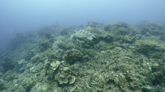 A sea turtle swims with remoras over coral reef in the blue water, Coron, Philippines