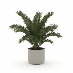 Obraz premium Potted tropical palm tree houseplant with large green leaves isolated on white background