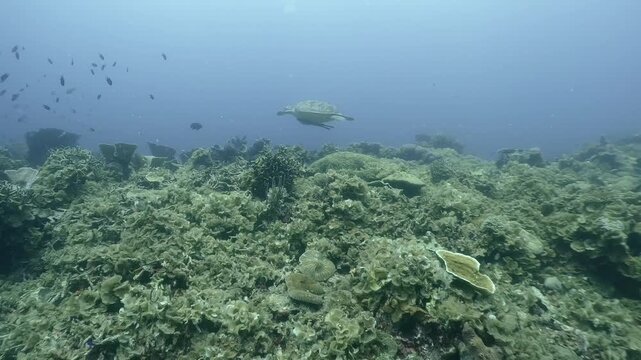 A sea turtle swims with remoras over coral reef in the blue water, Coron, Philippines