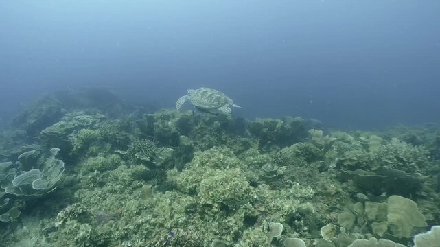A sea turtle swims with remoras over coral reef in the blue water, Coron, Philippines