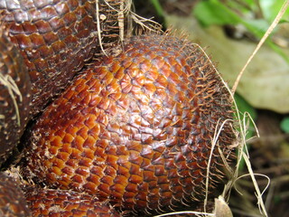 Fresh salak fruit in tropical forest