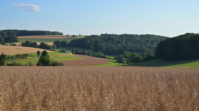 H&uuml;gelig, Felder, Rapsfeld, vereinzelten, Baum, klar, Himmel, Reichartshausen, Amorbach, Odenwald, Bayern, Deutschland, Europa