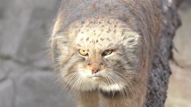 Pallas&rsquo;s Cat Walking Toward the Camera in 120fps 4K Slow Motion. Wild Asian Feline with Thick Fur and Intense Eyes Captured in Cinematic High-Detail Wildlife Footage.