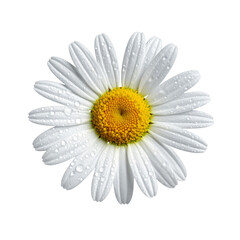 Fototapeta premium Isolated transparent PNG of a single daisy with dew drops, macro detail.