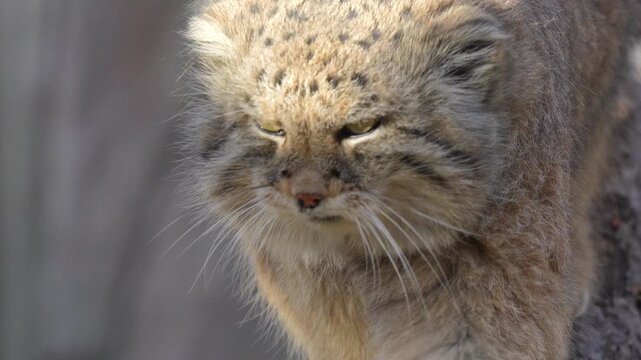 Pallas&rsquo;s Cat Walking Toward the Camera in 120fps 4K Slow Motion. Wild Asian Feline with Thick Fur and Intense Eyes Captured in Cinematic High-Detail Wildlife Footage.