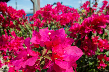 Bugambilias magentas