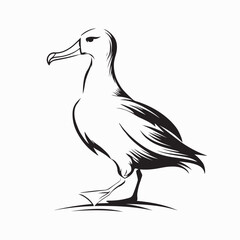 Albatross logo Vector Images and Graphics on white background