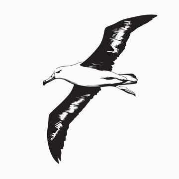 Albatross Flight Stock Vectors and Vector Art on White Background