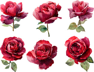Fototapeta premium set of red roses isolated