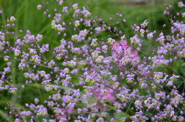 field of violet flowers