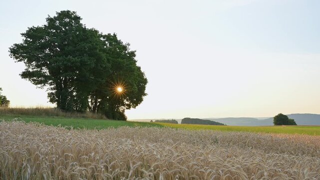 Getreidefeld mit aufgehender Sonne hinter B&auml;umen und fernen H&uuml;geln, Laudenau, Reichelsheim, Odenwald, Hessen, Deutschland, Europa