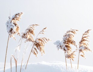 Obraz premium Winter Reeds Against a Soft Background Delicate Beauty in Snow Serene Outdoor Scene Natural Winter Wonder.