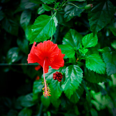Exotic Red Hibiscus Blossom Surrounded by Green Leaves