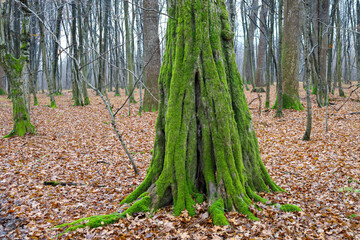 ​A striking image of a powerful tree trunk heavily covered in vibrant green moss right down to...