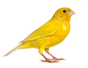Side view of a bright yellow canary against a white background