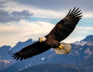 Fototapeta premium Majestic bald eagle in flight against a cloudy sky with mountain range in background