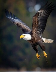 Obraz premium Majestic bald eagle in flight, wings outstretched against a blurred nature background