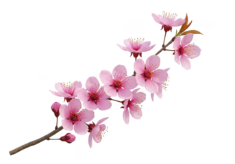 Delicate pink blossom branch isolated on transparent background