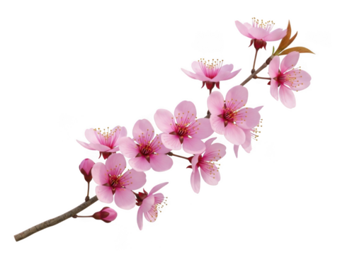 Delicate pink blossom branch isolated on transparent background - Powered by Adobe