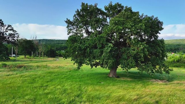 Aerial drone view of the Dobrovat clearing near Iasi, Romania, focused on the secular oaks