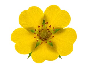 Naklejka premium Overhead shot of a vibrant, five-petaled, bright yellow flower