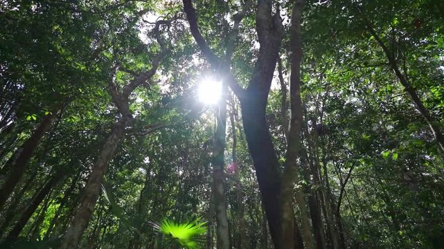 Arboles Jungla selva maya, tulum mexico, riviera maya, naturaleza
