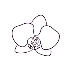 Obraz premium Elegant Orchid Flower Line Art Design Isolated on White Background Simple Botanical