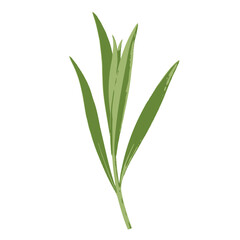 Obraz premium Single Glossy Green Leaf and Plant Stem Isolated on Clean White Background Botanical Detail