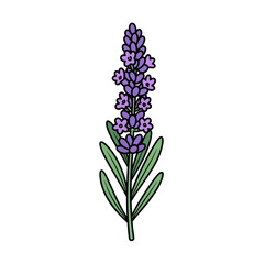 Naklejka premium Delicate Purple Lavender Flower Illustration With Green Leaves Botanical Art