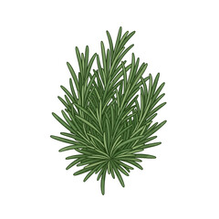 Fototapeta premium Fresh Rosemary Branch Sprig Culinary Herb Ingredient Isolated on White