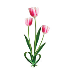 Two pink tulips with green leaves isolated on white background, spring flowers
