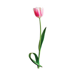 Obraz premium Three pink tulip flowers isolated on white background, a symbol of spring 