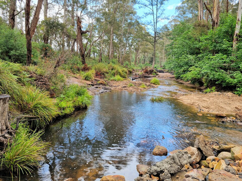Creek flowing through the Australian bush. Surrounded by eucalyptus trees