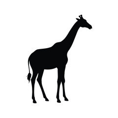 Isolated Black Silhouette of a Giraffe Standing on White Background, giraffe standing silhouette vector illustration