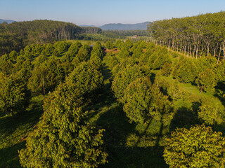 Aerial view tropical green tree leaf durain fruit plantation on hill