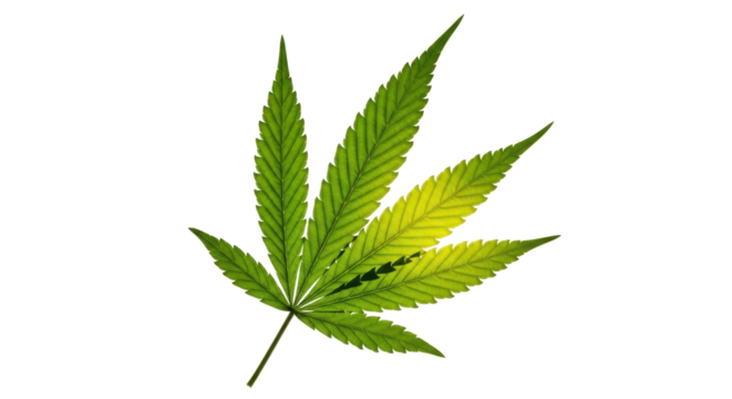 Cannabis leaf isolated PNG on transparent background, marijuana plant with green and yellow colors for medical or recreational use - Powered by Adobe