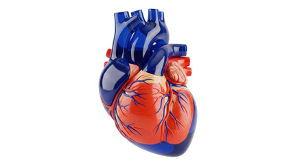 Anatomical heart model isolated PNG, detailed human organ with arteries and veins for medical education and healthcare resources