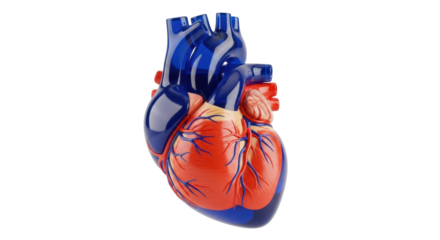 Anatomical heart model isolated PNG, detailed human organ with arteries and veins for medical education and healthcare resources