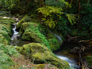 Green valley stream in autumn
Along the approach to the main gate of Gakuen-ji Temple(Izumo City, Japan), there was a soothing view.