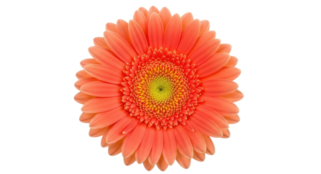 Radiant orange Gerbera daisy isolated PNG, vibrant flower blossom for spring designs and floral arrangements on transparent background
