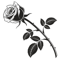 rose vector illustration