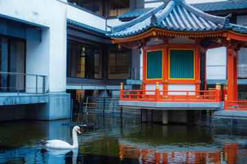 京都、紫雲山頂法寺六角堂 境内の太子堂と池の白鳥