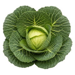 Fototapeta premium Fresh green cabbage with textured outer leaves, whole organic savoy cabbage head isolated on white, raw vegetable for healthy cooking and nutrition