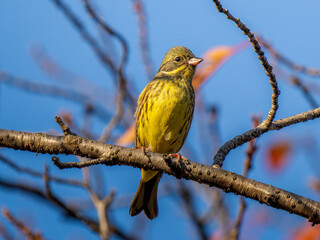 枝にとまるアオジ